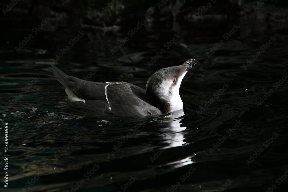 Obraz premium razorbill bird bathing