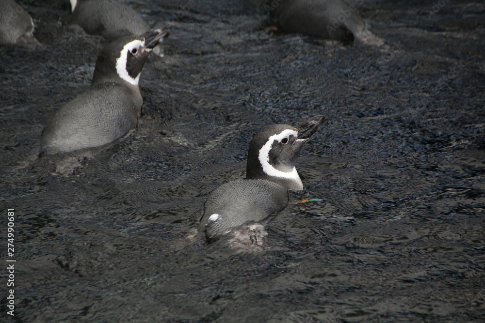 Fototapeta premium Penguins swimming on water