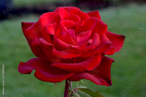 Olympiad Red Rose 01 photo