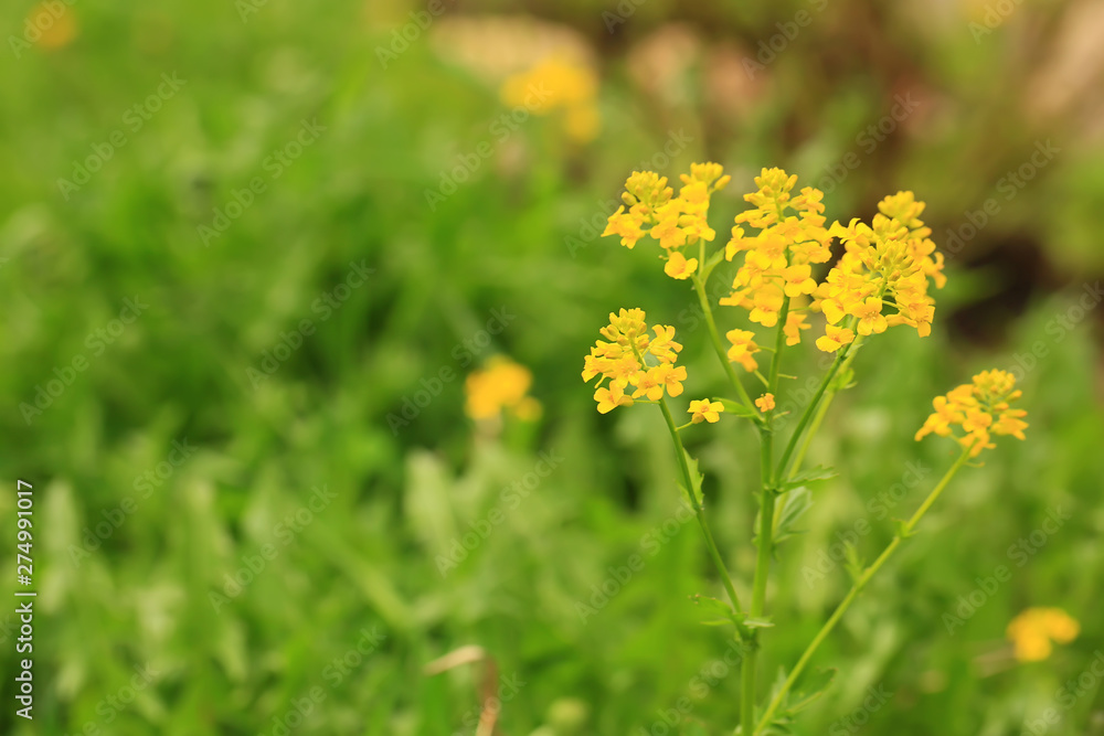 Floral beautiful background with yellow wild flowers. summer sunny day, selective soft focus Floral beautiful background with yellow wild flowers. summer sunny day, selective soft focus