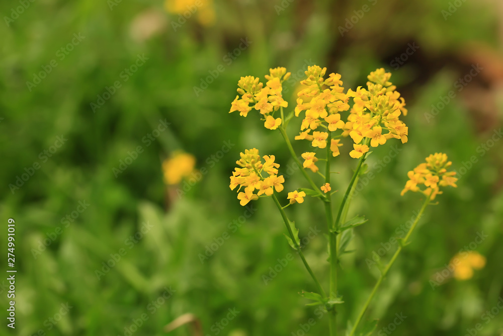 Floral beautiful background with yellow wild flowers. summer sunny day, selective soft focus Floral beautiful background with yellow wild flowers. summer sunny day, selective soft focus