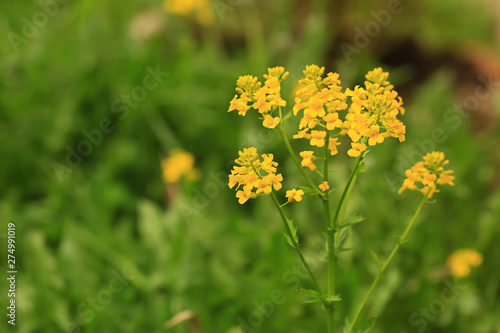 Floral beautiful background with yellow wild flowers. summer sunny day, selective soft focus © sabyna75
