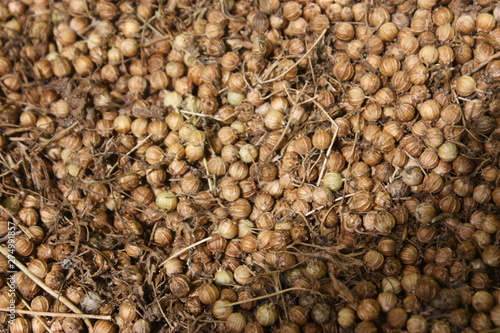 coriander seeds