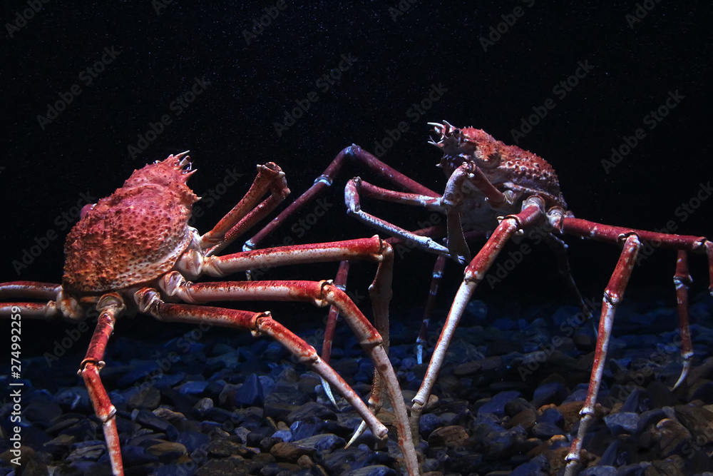 Japanese spider crab Stock Photo | Adobe Stock