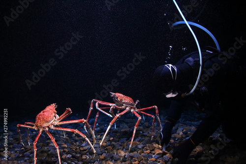 Japanese spider crab photo