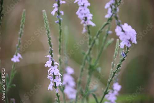 purple wildflowers