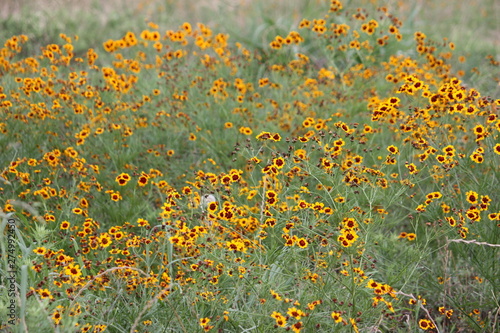 yellow and red wildflowers in a field