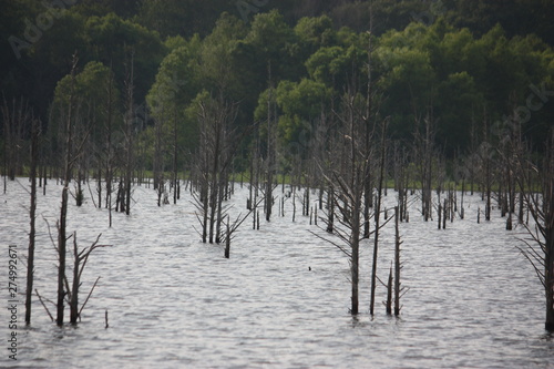 portrait of a lake