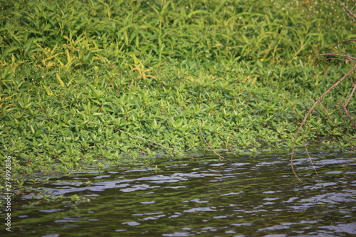 grass growing in water