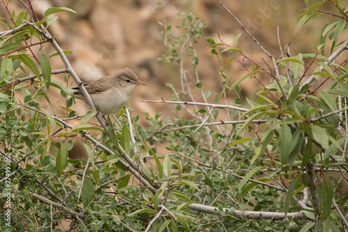 Stunning bird photo. Eastern olivaceous warbler / Iduna pallida photo