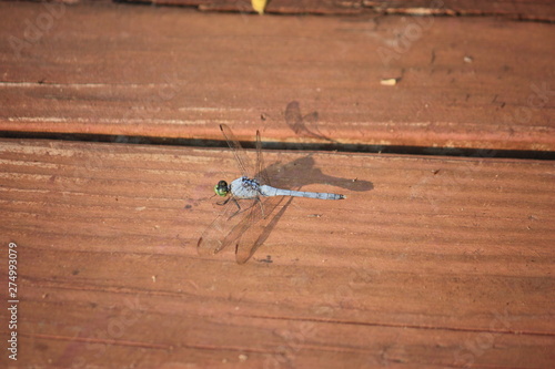 dragonfly sitting on pier