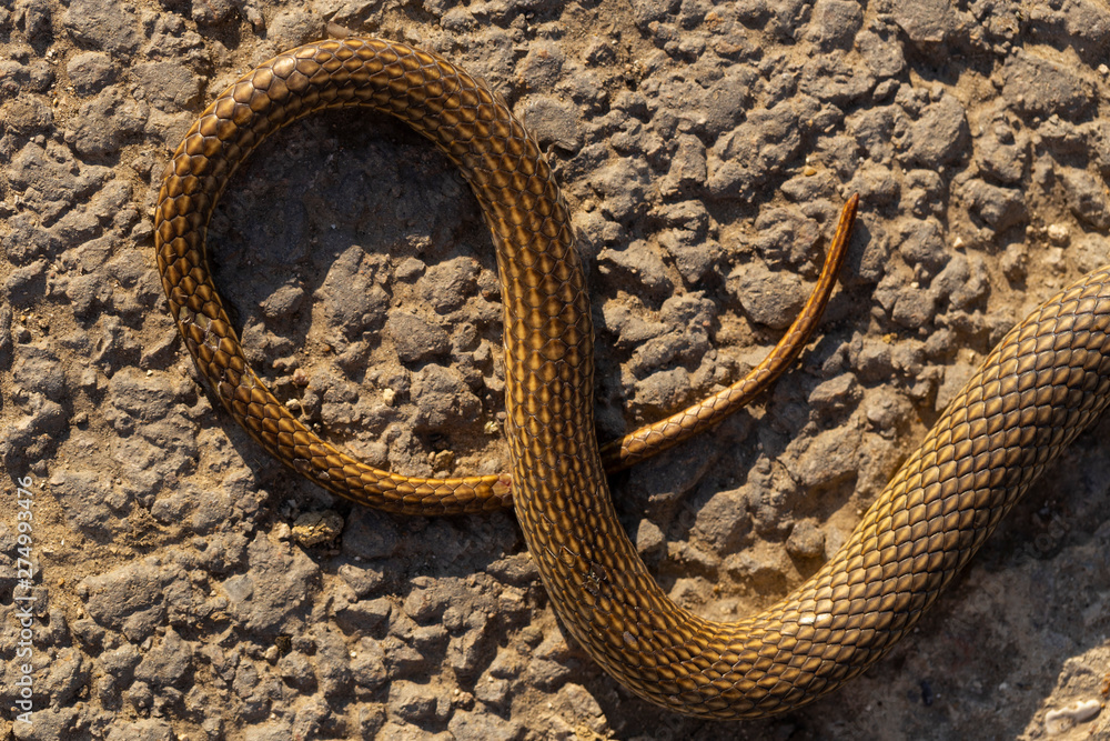 Dead snake. Road wars - death of a Reptile from the car. The killing of a animal. Caspian whipsnake (caspius) also known as the large whipsnake (Dolichophis / Coluber). Dead snake. Road wars - death of a Reptile from the car. The killing of a animal. Caspian whipsnake (caspius) also known as the large whipsnake (Dolichophis / Coluber).