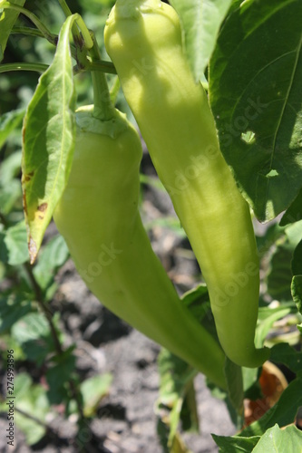 green banana peppers in garden