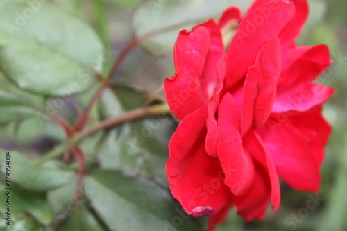 red rose from garden