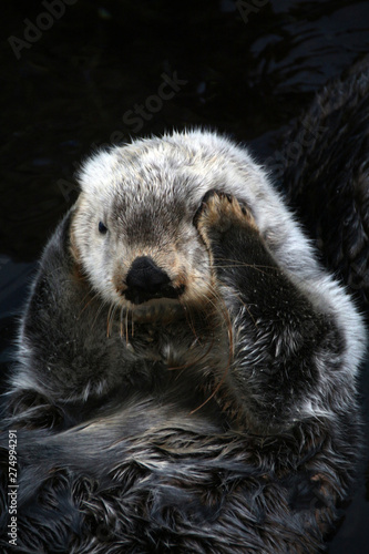 sea otter (Enhydra lutris) © Mauro Rodrigues