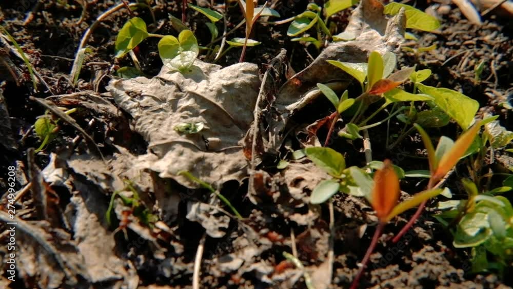 Ants population. Hardworking family. Intelligent insects colony moving in the ground Ants population. Hardworking family. Intelligent insects colony moving in the ground