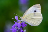Butterfly on flower. Summer meadow with macro nature
