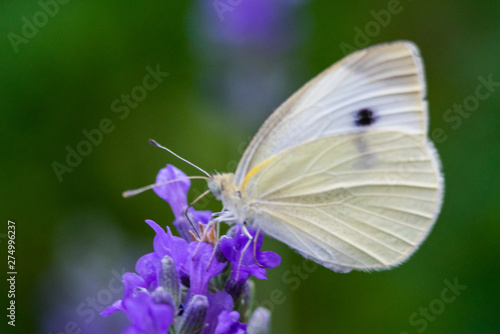 Butterfly on flower. Summer meadow with macro nature © Oleg_Yakovlev