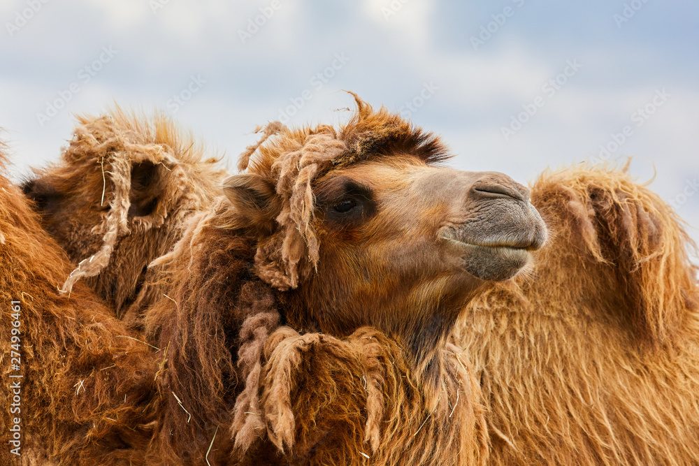 Bactrian camel snout