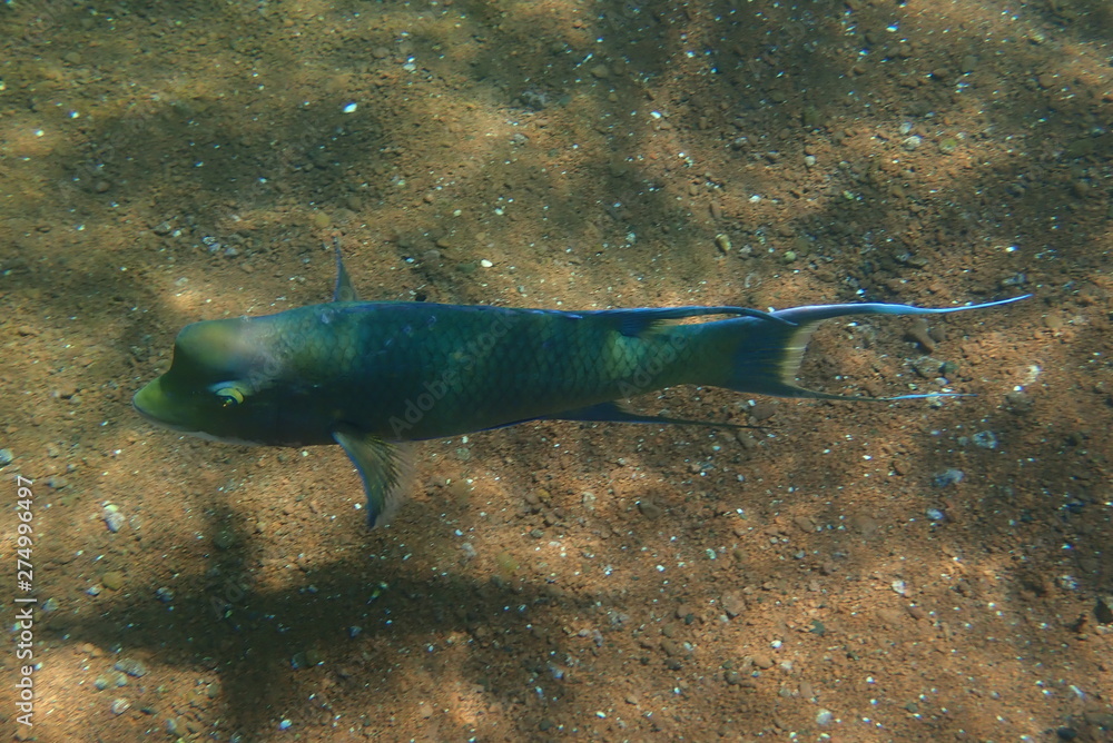 Fototapeta premium PEZ, GALÁPAGOS