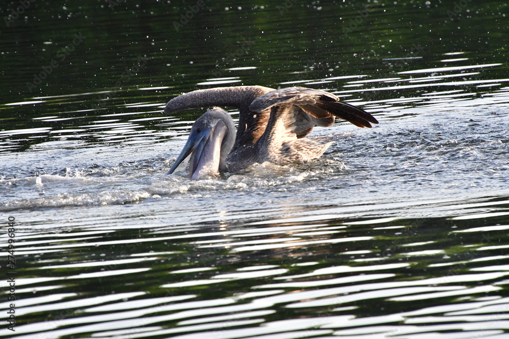 Fototapeta premium PELÍCANO, GALÁPAGOS