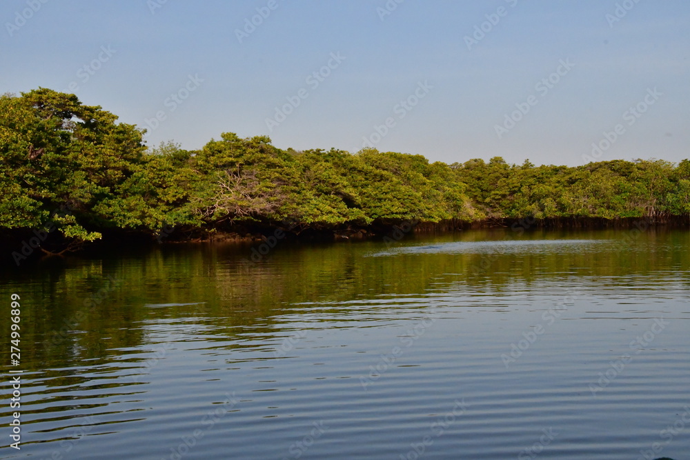 Fototapeta premium MANGLAR, GALÁPAGOS
