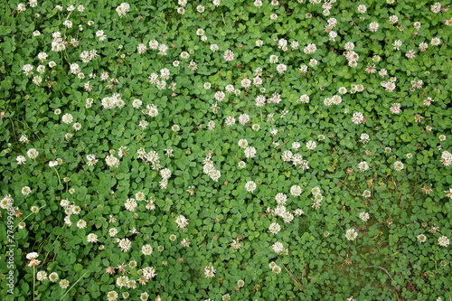 Clover Field from Above Background or Texture. Sweet smelling clover field in bloom in the summer.