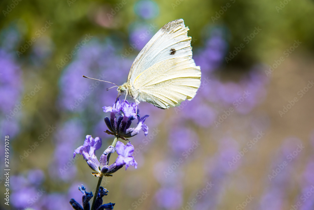 summer butterfly sitting on a purple flower summer butterfly sitting on a purple flower