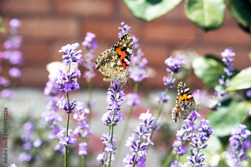 summer butterfly sitting on a purple flower summer butterfly sitting on a purple flower