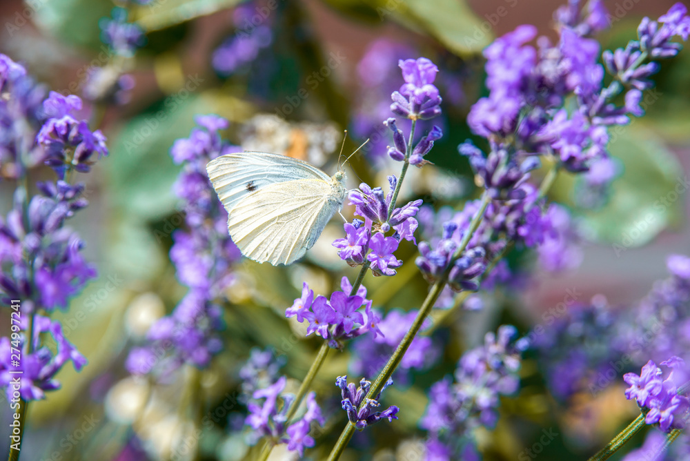 Naklejka premium summer butterfly sitting on a purple flower