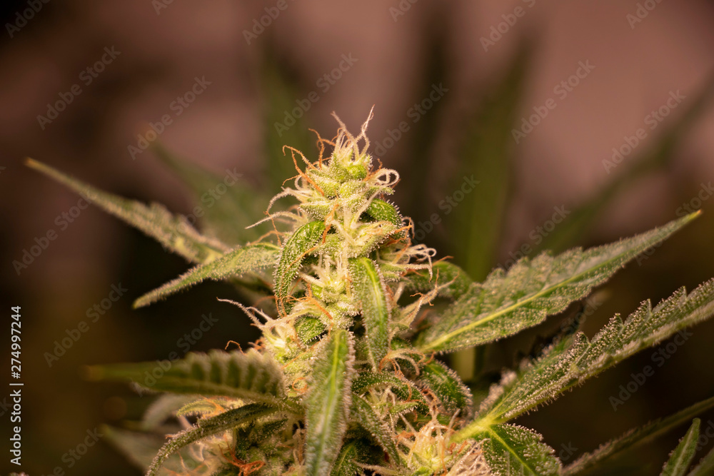 Cannabis with White and Orange Pistils. Backlit marijuana plant during the beginning of flowering. Cannabis with White and Orange Pistils. Backlit marijuana plant during the beginning of flowering.