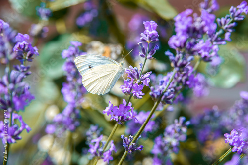 summer butterfly sitting on a purple flower