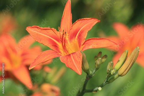 Tiger Lilly wild 04
