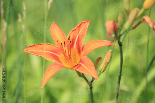 Tiger Lilly wild 01