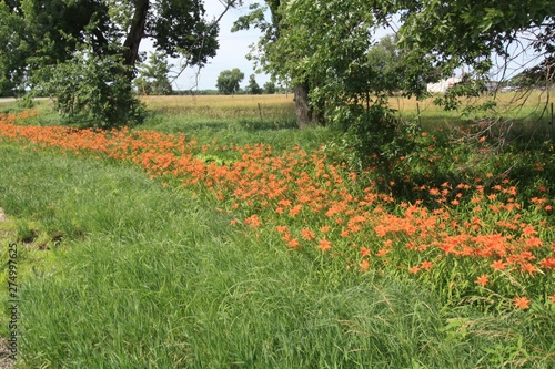 field of wild flowers