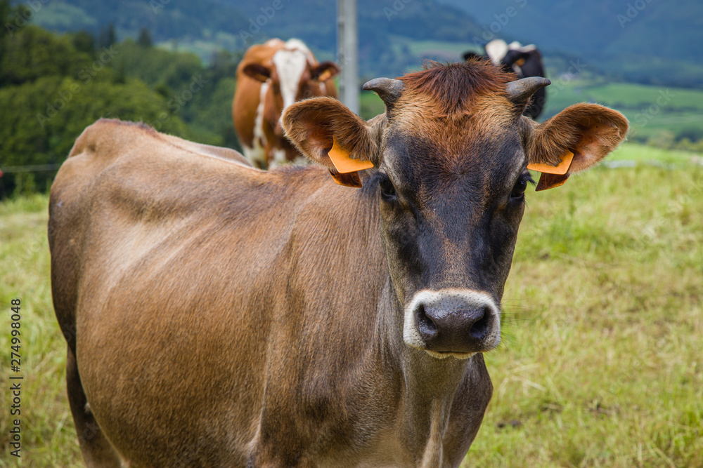 Cows freely graze in the meadows of the entire island of Sao Miguel all year round Cows freely graze in the meadows of the entire island of Sao Miguel all year round