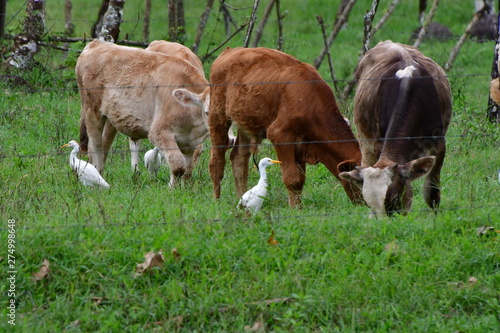 VACAS , GALÁPAGOS