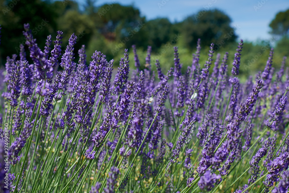 Fototapeta premium Lavender flowers blooming close-up