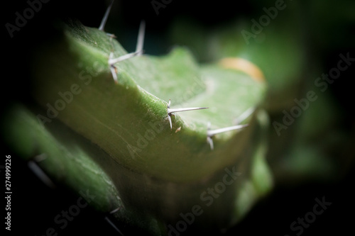 Fotografía macro/aproximación flor o planta 