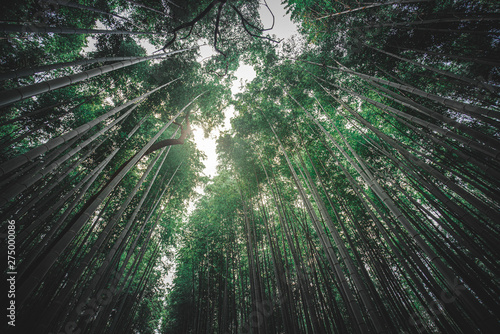 Bamboo Grove in Kiyomizu  Japan