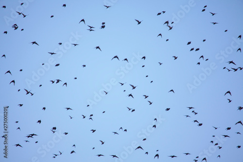 flock of crows flying high on the sky 