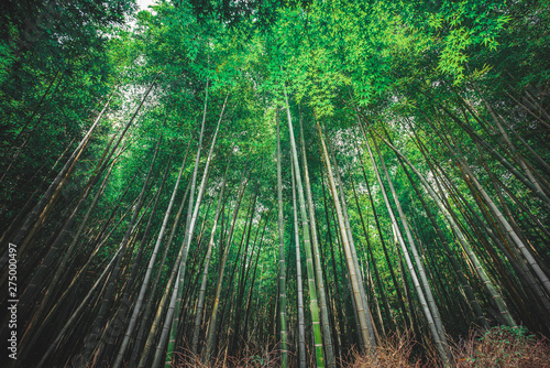 Bamboo Grove in Kiyomizu  Japan