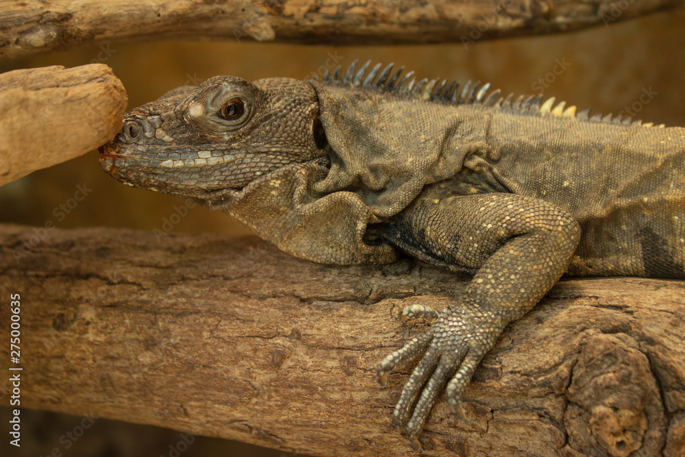 Back Spiked Brown Iguana Over Dead Three Branch Back Spiked Brown Iguana Over Dead Three Branch