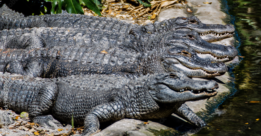 Obraz premium Alligators lined up