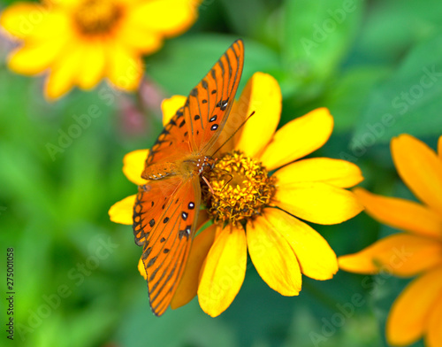 butterfly on yellow flower © Sandeep