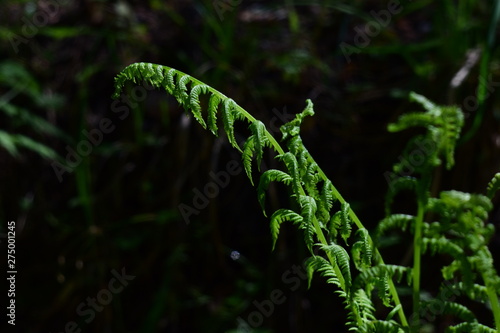 Blooming fern on a dark background in the forest. The concept of unity with nature, peace. Monitoring the growth of fern. Image of green fern. photo