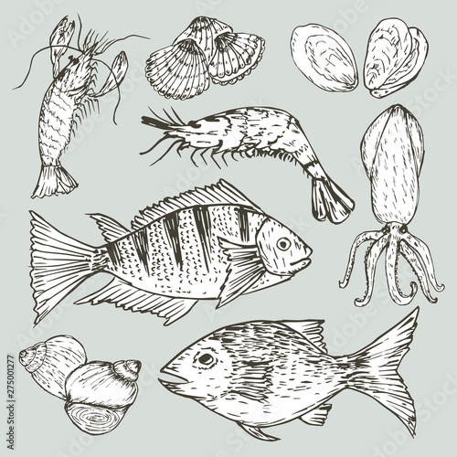 Set of hand drawn seafood, Healthy food drawings set elements for menu design. Vector illustration.