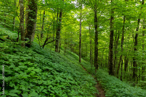 Green Everywhere in Summer Forest © kellyvandellen