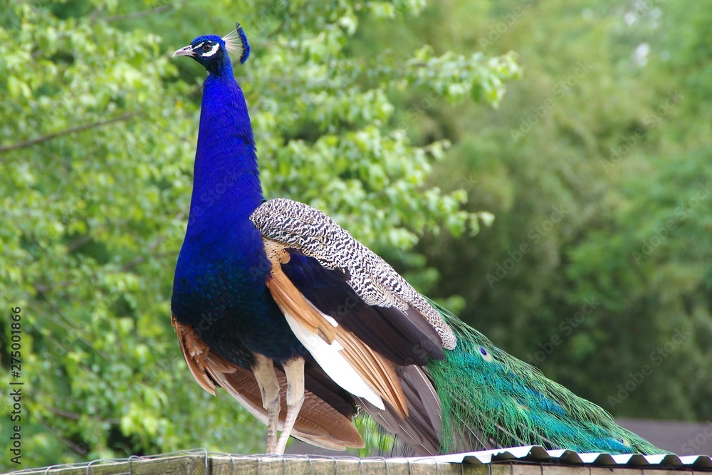 Obraz premium Peacock