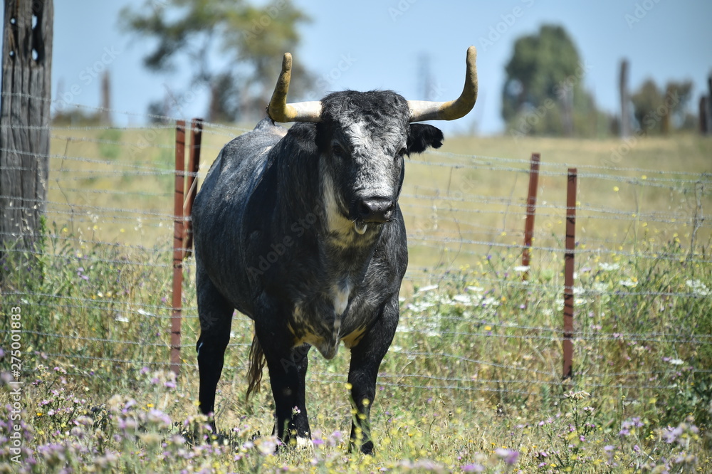 toro español con grandes cuernos toro español con grandes cuernos